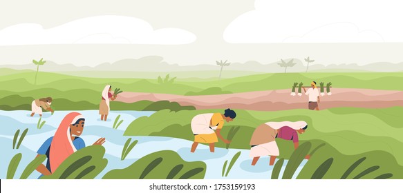 Smiling Indian farmers working in paddy field vector flat illustration. Man and woman in traditional clothes picking harvest. Male and female agricultural workers at plantation landscape