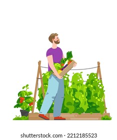 Smiling Man Carrying Box Full Of Harvested Vegetables In Kitchen Garden. Wooden Raised Garden Bed With Green Peas And Tomatoes In Pot. Concept For Gardening Or Farming. Vector Flat Illustration