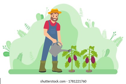 Smiling man watering a plant with watering can, agriculture flat style vector illustration. Farmer in overalls and rubber boots watering vegetables eggplant in the garden bed, agriculture concept