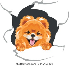 Smiling Pomeranian dog peeps through torn paper. Vector