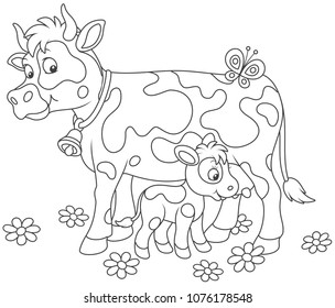 Smiling spotted cow and her small calf drinking milk, black and white vector illustrations in a cartoon style for a coloring book