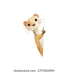 Smiling weasel looking at the camera