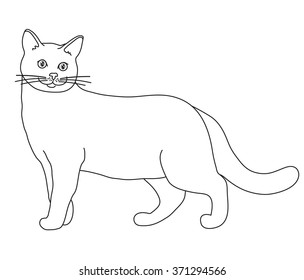 Smiling white cat.