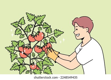 Un joven sonriente reúne tomates en el jardín. Feliz agricultor recolecta cosechas de matorrales en la granja. Jardinería y agricultura. Ilustración vectorial. 