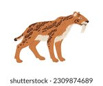 Smilodon prehistoric animal, flat vector illustration isolated on white background. Drawing of extinct saber-toothed tiger or predator. Wildlife of Pleistocene epoch.