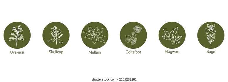 Smokable Plants And Herbs Icon Set  Uva Ursi, Skull Cap, Mullein, Coltsfoot, Mugwort, Sage Vector Illustration