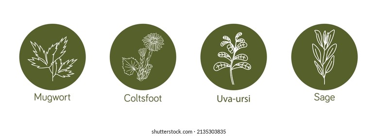 Smokable Plants And Herbs Icon Set  Uva Ursi, Coltsfoot, Mugwort, Sage