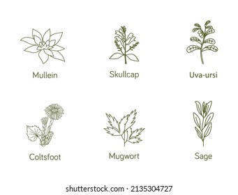 Smokable Plants and herbs icon set  uva ursi, skull cap, mullein, coltsfoot, mugwort, sage vector illustration