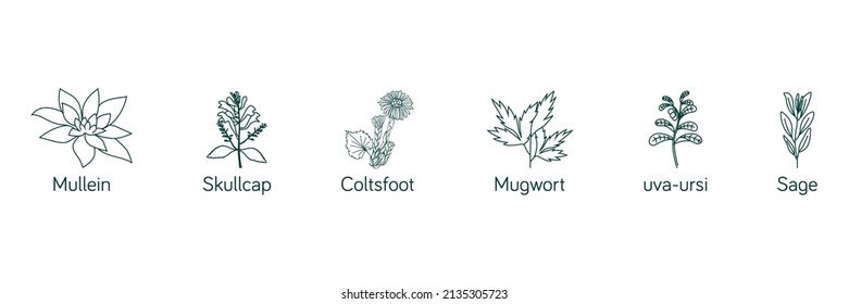 Smokable Plants and herbs icon set line art uva ursi, skull cap, mullein, coltsfoot, mugwort, sage vector illustration