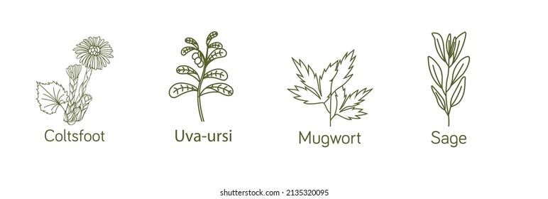 Smokable Plants and herbs icon set line art uva ursi, coltsfoot, mugwort, sage vector illustration