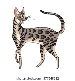 Smoke serengeti cat. Standing grey spotted cat. Vector illustration isolated on white background.