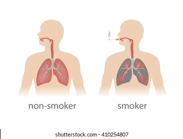 smoker and non smoker lungs comparison. vector format.