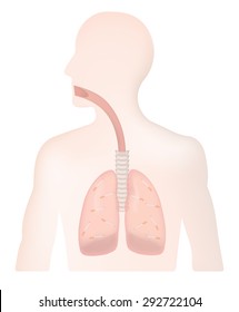 Smoking Lungs