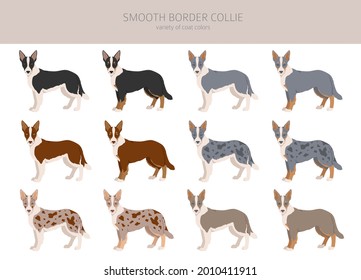 Smooth border collie clipart. Different poses, coat colors set.  Vector illustration