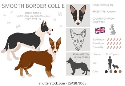 Smooth border collie clipart. Different poses, coat colors set.  Vector illustration