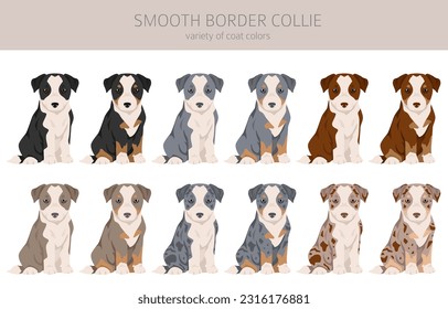 Smooth border collie puppies clipart. Different poses, coat colors set.  Vector illustration