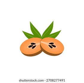 Smooth Brown Sawo Fruit Vector with Sapodilla Slice Highlight for Tropical Fresh Fruit Designs