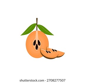 Smooth Brown Sawo Fruit Vector with Sapodilla Slice Highlight for Tropical Fresh Fruit Designs