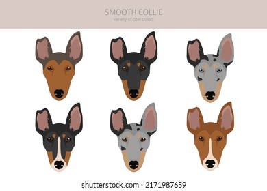 Smooth Collie coat colors, different poses clipart.  Vector illustration