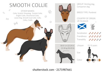 Smooth Collie coat colors, different poses clipart.  Vector illustration