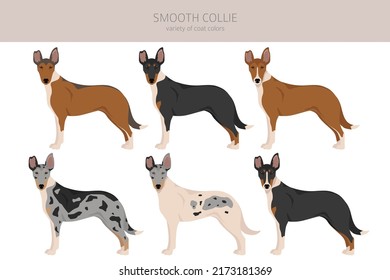 Smooth Collie coat colors, different poses clipart.  Vector illustration