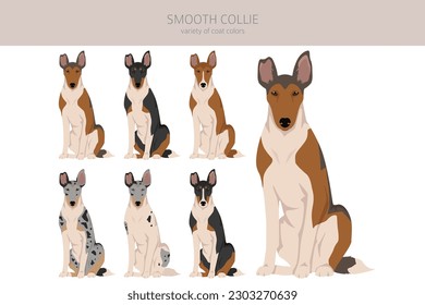 Smooth Collie coat colors, different poses clipart.  Vector illustration