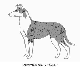 Smooth collie illustration