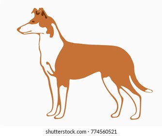 Smooth collie illustration sable