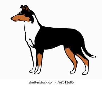 Smooth collie illustration tricolor