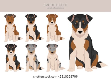 Smooth Collie puppy coat colors, different poses clipart.  Vector illustration