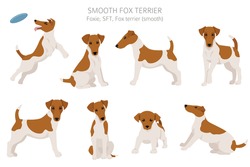 Smooth Fox Terrier Clipart. Different Poses, Coat Colors Set.  Vector Illustration