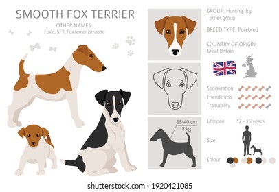 Smooth fox terrier clipart. Different poses, coat colors set.  Vector illustration