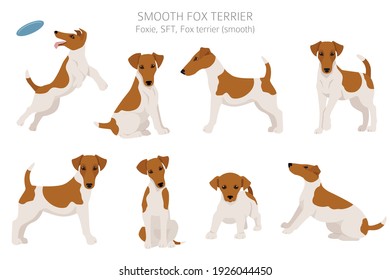 Clipart de Smooth fox terrier. Postas diferentes, colores de abrigo.  Ilustración del vector