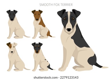 Smooth fox terrier clipart. Different poses, coat colors set.  Vector illustration