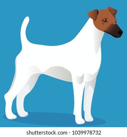 Smooth fox terrier dog