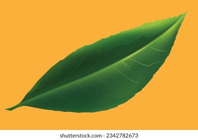 smooth green leaf from a tree or bush