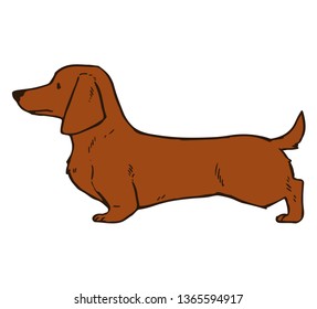 Smooth haired red dachshund side view