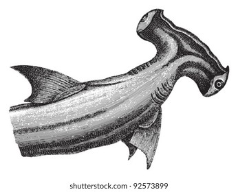 Smooth hammerhead (Sphyrna zygaena) / vintage illustration from Meyers Konversations-Lexikon 1897