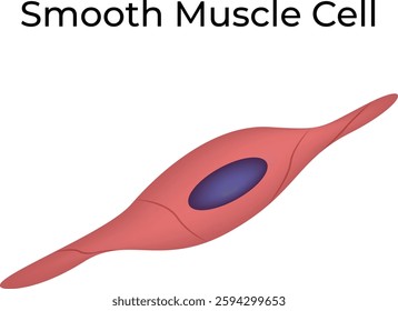 Smooth Muscle Cell Structure Design Vector Illustration