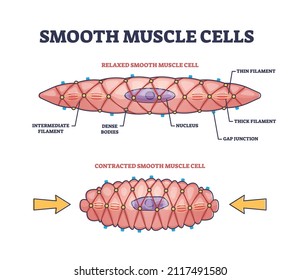 Catálogo de esquema de descripción de la estructura anatómica de células musculares lisas. Comparación educativa etiquetada con estados relajados o contratados y diferencias de forma ilustración vectorial. Explicación biológica