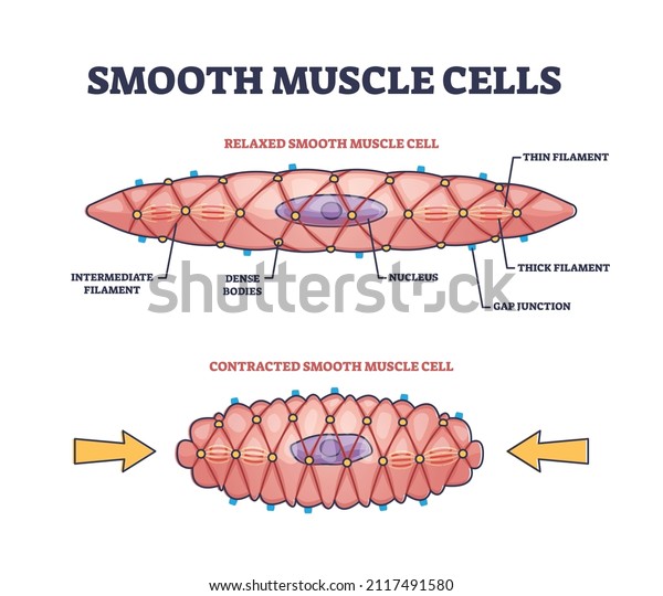 Smooth muscle cells anatomical structure\
description outline diagram. Labeled educational comparison with\
relaxed or contracted states and shape differences vector\
illustration. Biological\
explanation