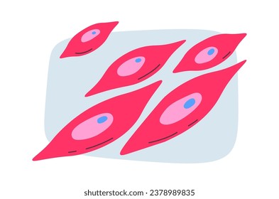 Smooth Muscle Cells Vector Illustration