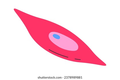 Smooth Muscle Human Cell Vector Illustration