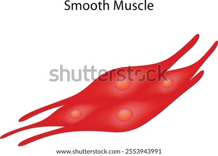 Smooth Muscle Science Design Vector Illustration Diagram
