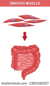 Smooth Muscle Structure Diagram For Biology Assignments and Tests. Lesson Explainer. Colorful Flat Vector Illustration