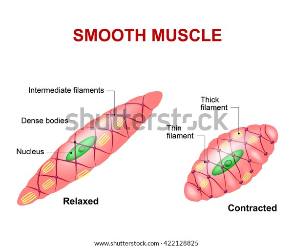 Smooth muscle tissue. Anatomy of a relaxed and\
contracted smooth muscle\
cell