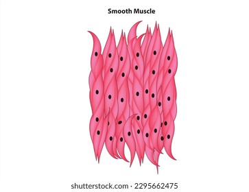 Smooth muscle tissue diagram (smooth muscle tissue)