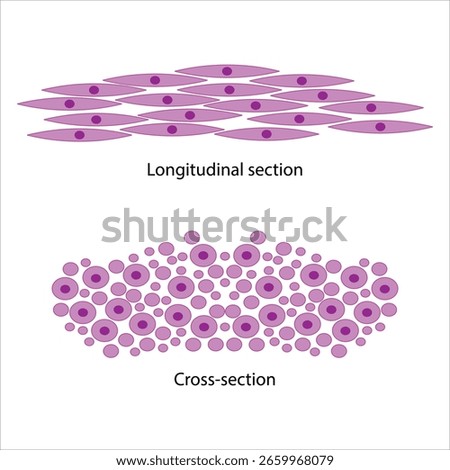 Smooth Muscle Tissue Longitudinal and Cross-Section Views	