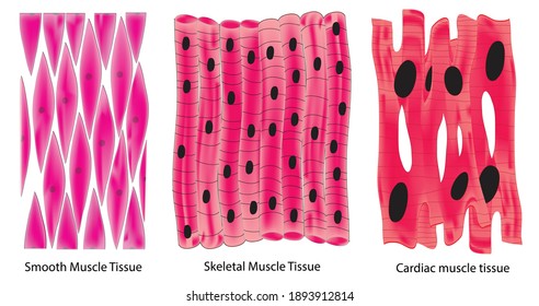Smooth muscle tissue, Skeletal muscle tissue and, Cardiac muscles tissue of body (types of muscle), heart muscle tissue, epicardium, myocardium cells of heart , bone muscles, human muscular system