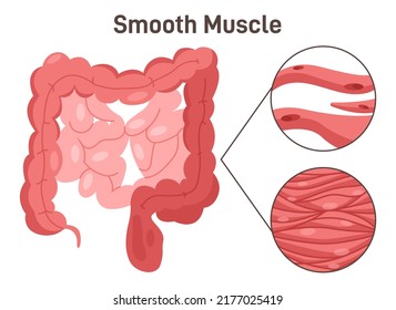 Estructura del tejido muscular liso. Anatomía muscular intestinal digésica. Esquema didáctico de anatomía del sistema muscular humano. Células de control no voluntarias. Ilustración vectorial plana